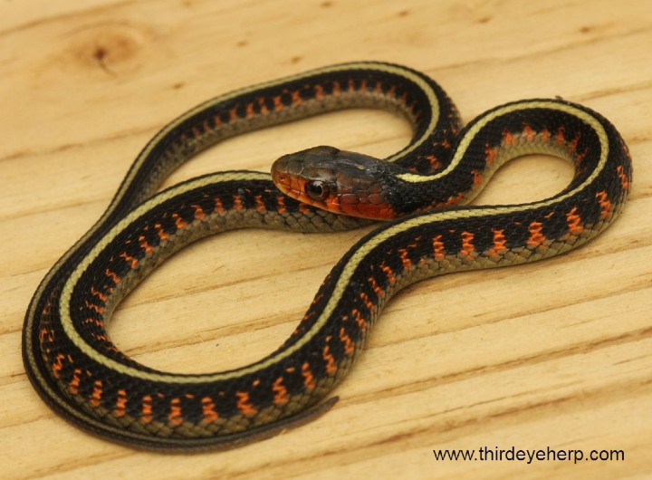 Oregon Red-spotted Garter Snake